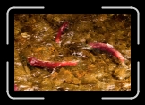 ealy_SalmonRun_3SalmonAbstract * 900 x 590 * (104KB)