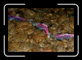 ealy_SalmonRun_Abstract0 * 900 x 602 * (130KB)