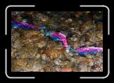ealy_SalmonRun_Abstract1 * 900 x 602 * (154KB)