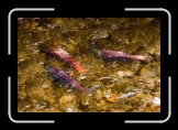 ealy_SalmonRun_Abstract2 * 900 x 602 * (123KB)