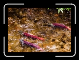 ealy_SalmonRun_Abstract3 * 900 x 640 * (137KB)